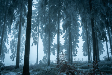 Dark moody winter forest