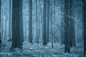 Dark moody winter forest