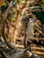 Meerkat on the lookout at Cologne Zoo