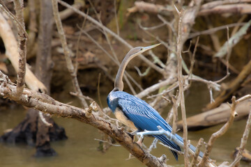 Pretty specimen of heron perched on the edge of a river in South Africa