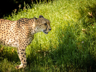 Portrait of a cheetah at Cologne Zoo