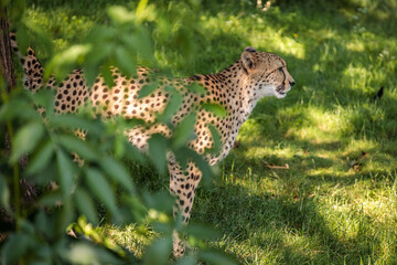 Portrait of a cheetah at Cologne Zoo