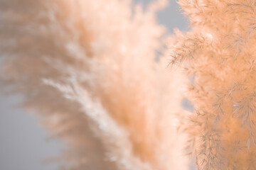 Background image of peach colored fluffy dry grass. Shallow depth of field