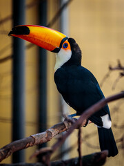 Toucan on a branch at Cologne Zoo
