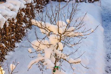 Beautiful top-down view of apple tree covered in snow in frosty, sunny winter day in garden. Sweden.