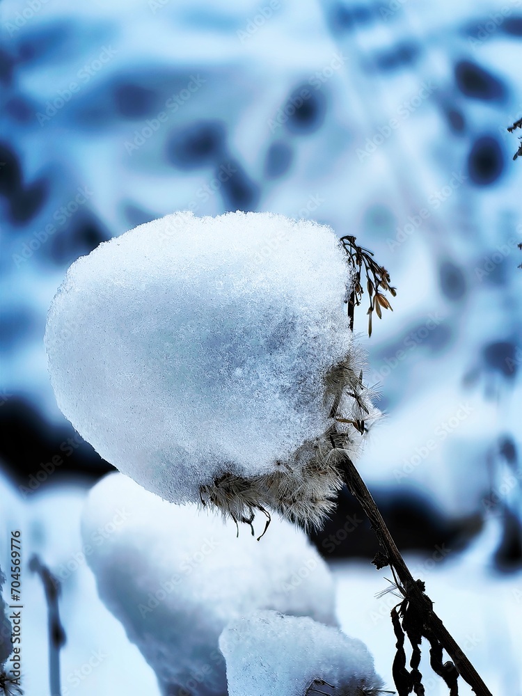 Sticker snow covered branches