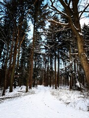 forest in winter