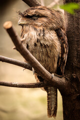 Tawny frogmouth at Cologne Zoo