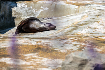 Seal at Cologne Zoo
