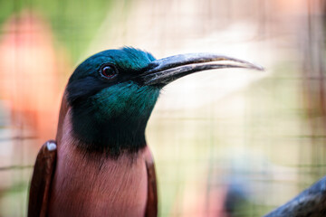 Northern Carmine Bee-eaters at Cologne Zoo