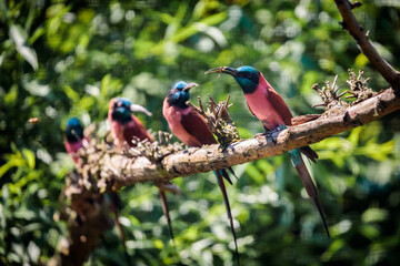 Northern Carmine Bee-eaters at Cologne Zoo