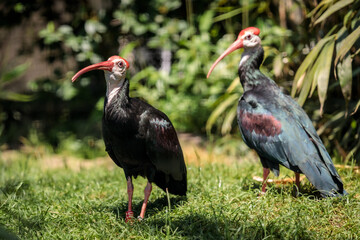Southern Bald Ibis at Cologne Zoo