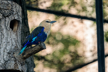 Blue-bellied roller (Coracias cyanogaster) at Cologne Zoo