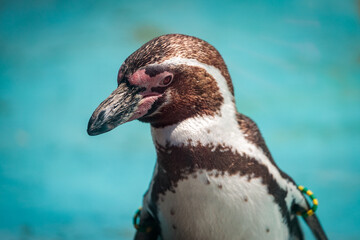 Penguin at Cologne Zoo