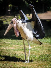 Vulture on the ground at Cologne Zoo