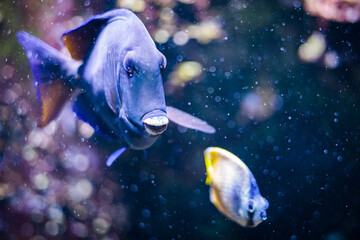 Fish in aquarium at Cologne Zoo