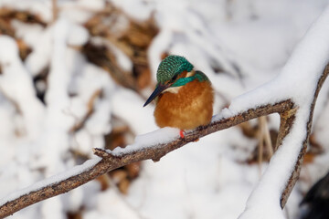 Common kingfisher (Alcedo atthis)