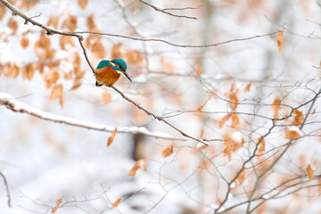 Common kingfisher (Alcedo atthis)