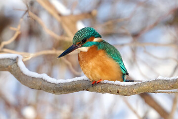 Common kingfisher (Alcedo atthis)