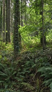The woods are thick with both tall trees and ground foliage. Castlefreke the perfect destination for walking in West Cork. Vertical video. pano
