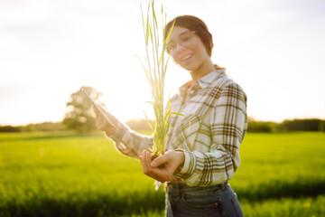 Close-up of a young woman farmer in glasses holding a young sprout in her hands on a green wheat...