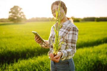 Close-up of a young woman farmer in glasses holding a young sprout in her hands on a green wheat...
