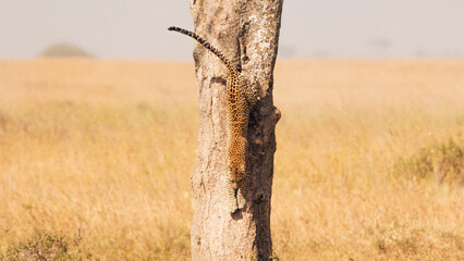 Cheetah on a tree in Serengeti