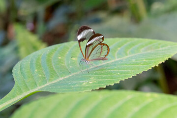 Detailed shot of a butterfly Episcada salvina on a green leaf