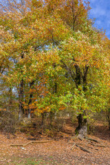 Naklejka premium Autumn tree with roots from underground