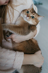 British golden chinchilla cat in the apartment