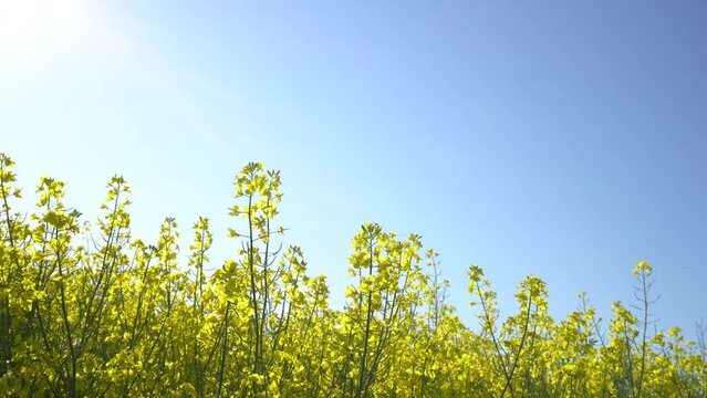 field with blooming rapessed and blue sky