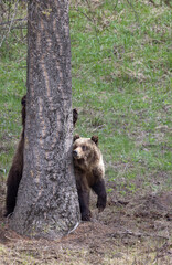 Fototapeta premium Grizzly Bears in Spring in Yellowstone National Park Wyoming