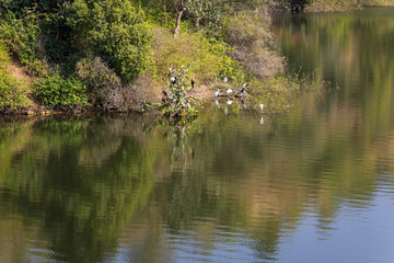 pristine lake with mountain forest reflection and birds sitting at edge at day from flat angle