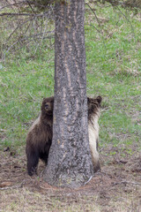 Grizzly Bears in Spring in Yellowstone National Park Wyoming