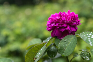 Sagadi (Comté de Viru-ouest, Estonie, Europe) - Vue estivale du jardin aux fleurs du manoir de Sagadi - Rosier violet- 704580583