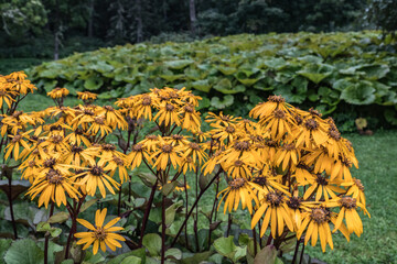 Sagadi (Comté de Viru-ouest, Estonie, Europe) - Vue estivale du jardin aux fleurs du manoir de Sagadi - Ligulaire dentée jaune
- 704580706