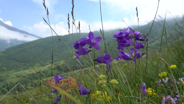 blue flowers in the mountains