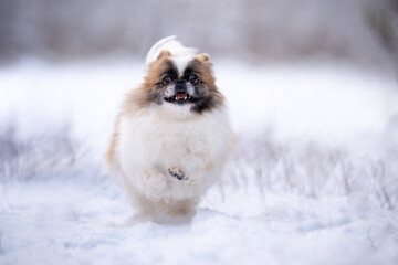Pies rasy pekińczyk biegnie po śniegu