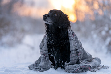 Zmarznięty piesek okryty wełnianym kocem siedzi na śniegu  - obrazy, fototapety, plakaty