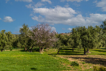 Obraz premium Fertile green land of Morocco, Africa. Green agriculture fields environment with sheep pasture.