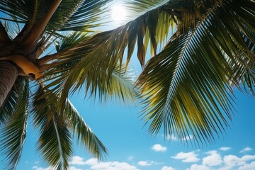 palm tree on the beach