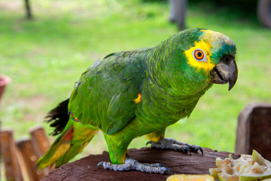 The picture shows a closeup of a green parrot in focus in front of a green, blurred bokeh background.