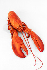 Red cooked lobster on a white background