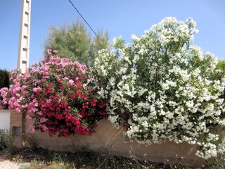 red white and pink oleander bushes