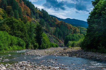 rocky bed of a mountain river surrounded by green forest in the mountains of the Western Caucasus...