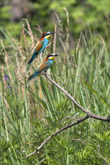 Gruccioni appoggiati su un ramoscello nel Parco Naturale del Ticino in Piemonte