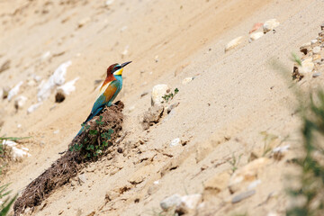 Gruccione a terra vicino al nido