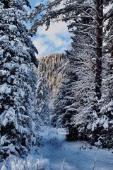 winter forest in the snow