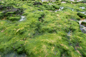 Fototapeta na wymiar Green moss on rocks background