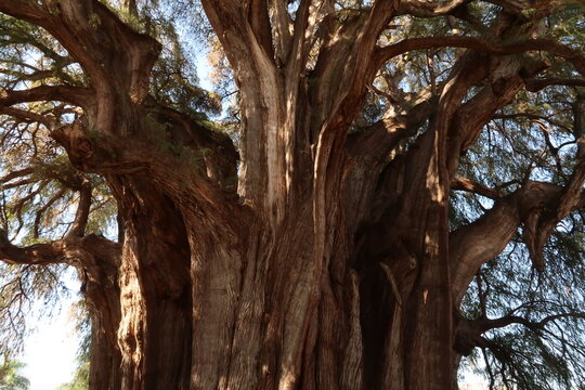 The enormous trunk and branches of the famous Tree of Tule/El Arbol del Tule, Oaxaca, Mexico